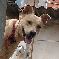 simba_the_pitt