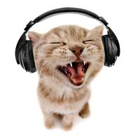 cars4music