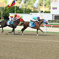 quevedofrancisco28