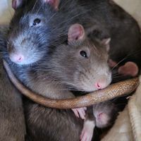 ratty_bois