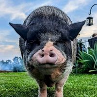 homerthepig