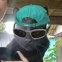 bichinho.louco