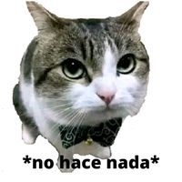 perrito_maquilero