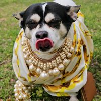 thechihuahuaprincess