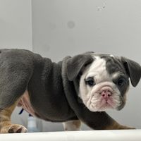 theloveofbulldogs