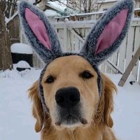 griffinourgolden