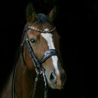 indirabdressage