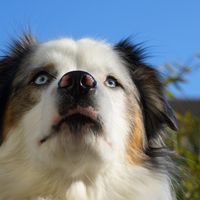 rocky_mini_aussie_