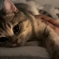 original sound - gcl_anubis