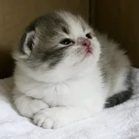 original sound - btimbklm96485