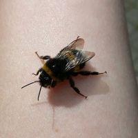 doramasbee