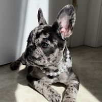 moetthefrenchie