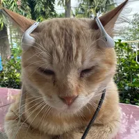 original sound - vivibes777