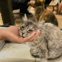 original sound - sempregiovane1