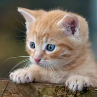 original sound - gatitos976