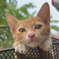 katchopliangmeow