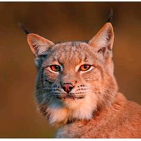 lesyeuxdelynx2patriote