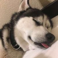 dieselhusky
