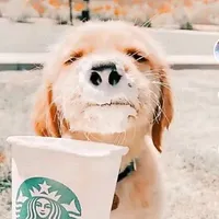 original sound - edist_de_perritos