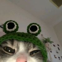apvocad1sh_