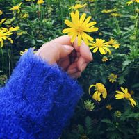 papasito mido 8 pulgada y media