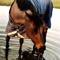 thatonegelding33