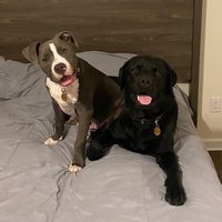 flordogs
