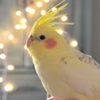 contraacrueldadeanimal