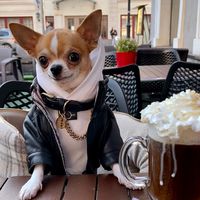 the_joy_of_the_chase