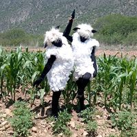 las_ovejitas_2020.11