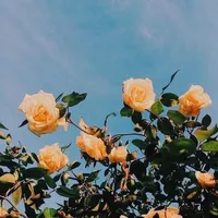 She finally found peace.