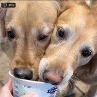 sheba_rogie_retrievas