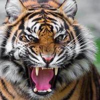 tigers2310