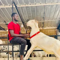 original sound - albachir9494