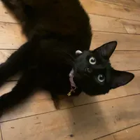 original sound - yuckvamp