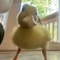 original sound - blossomluv09