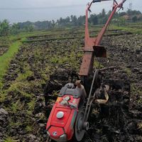 suara asli - Anak petani
