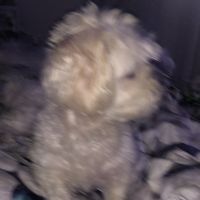 _alma.the.dog__