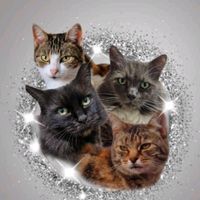 4floofs1purrfectlife