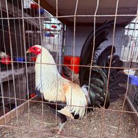 _granjaleonardohuejucar_