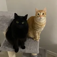 original sound - caracarotina