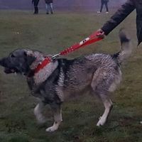 shapamerikaofficial007