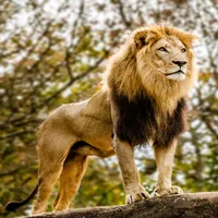 original sound - 00000karim