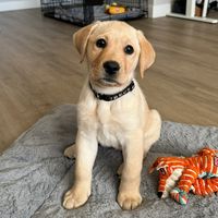 yellowlab.maisy