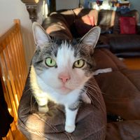 beckyandshadow_animal