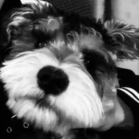 原聲 - 不是斌子