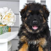 hughstongermanshepherds