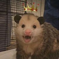 opossumdawgmom