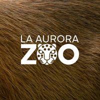 zoolaaurora