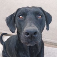 lassie_pit.aventureira